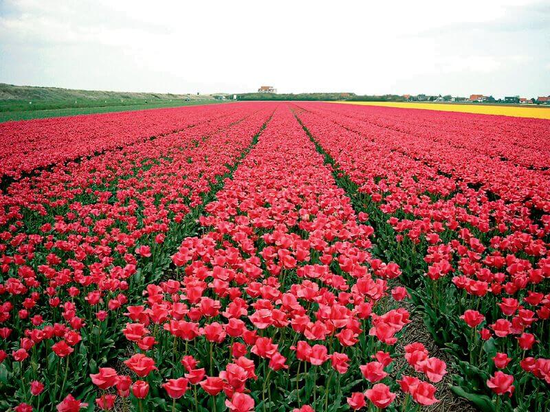 Callantsoog omgeving bloemen