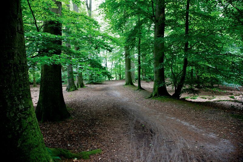 Dinkeloord omgeving bos