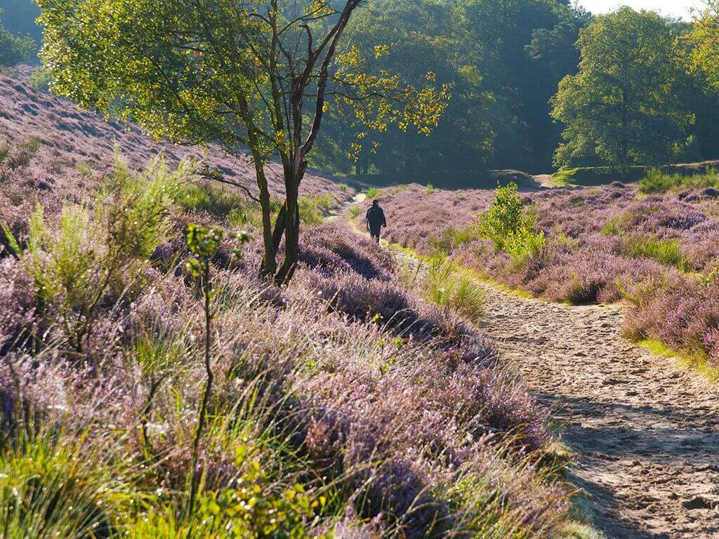 Klavertje Vier over de Veluwe