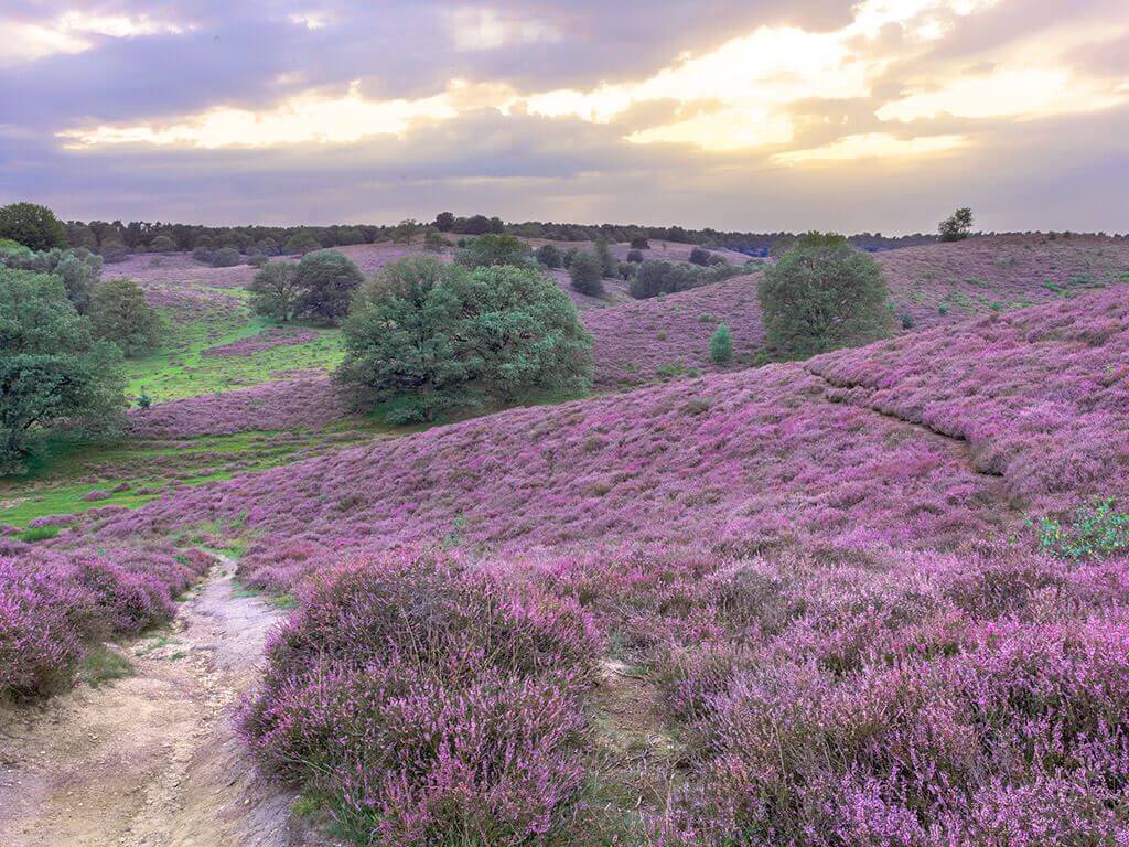 Veldenbos omgeving